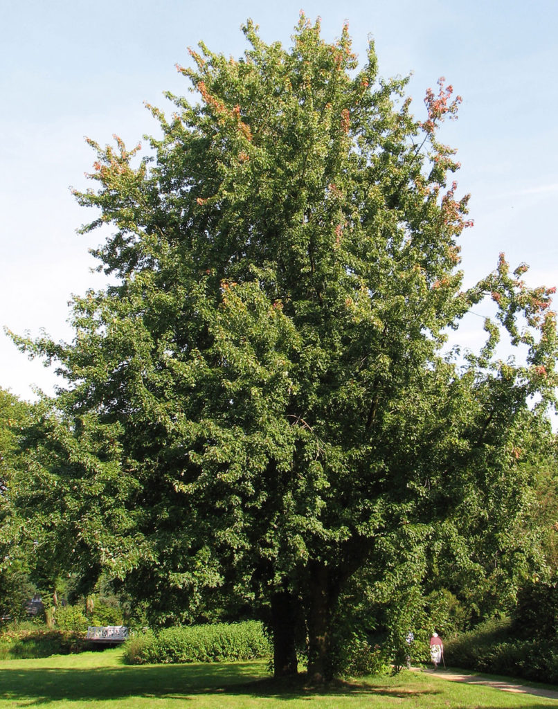 a tall deciduous tree