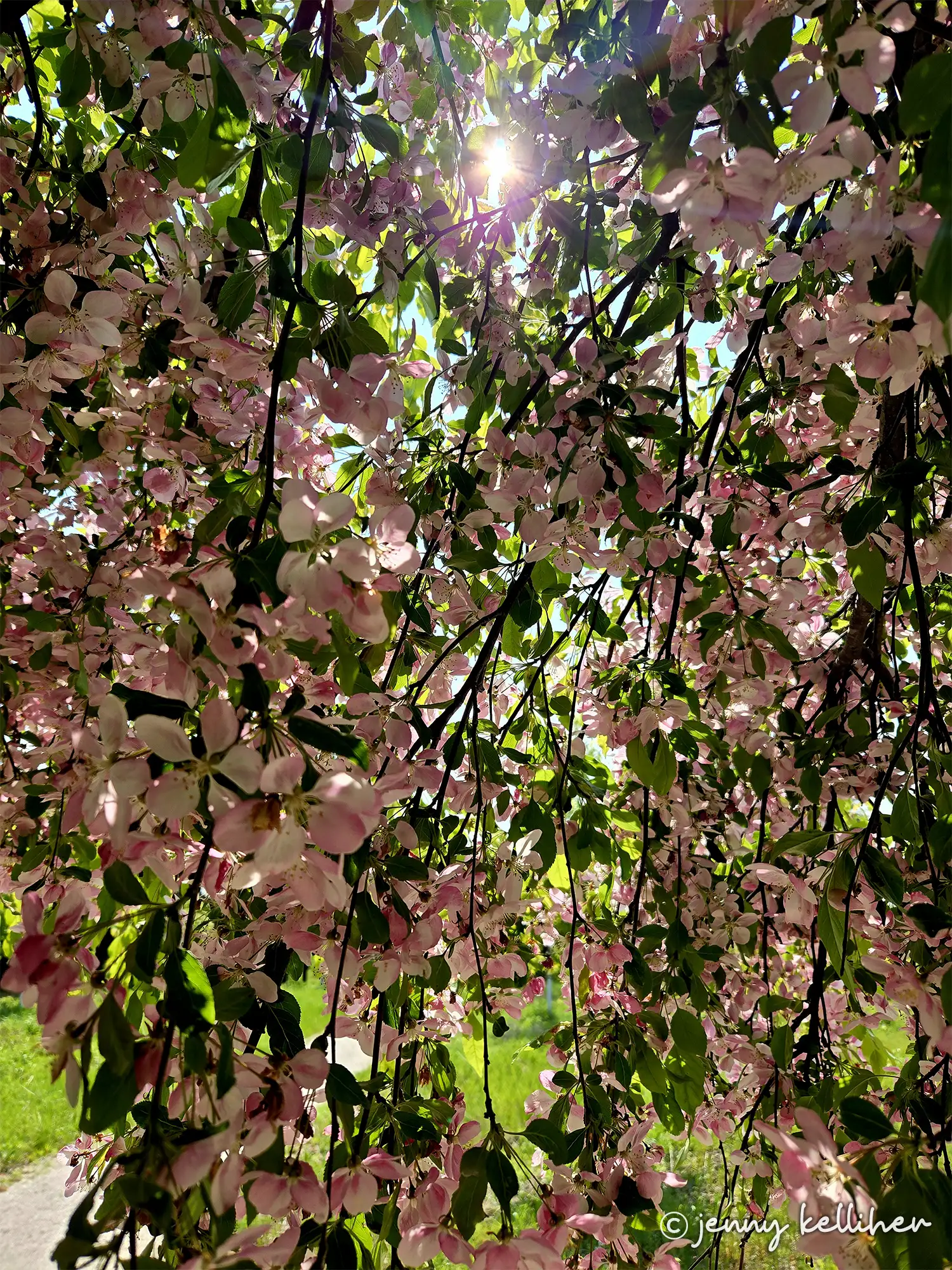 Sun peeking through tree branches loaded with pink flowers