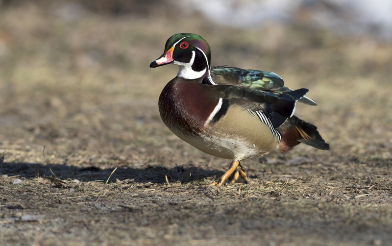 a duck with green and white head and tan sides walks on some dirt.